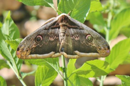 Réf. 259 268 : Saturnia pyri